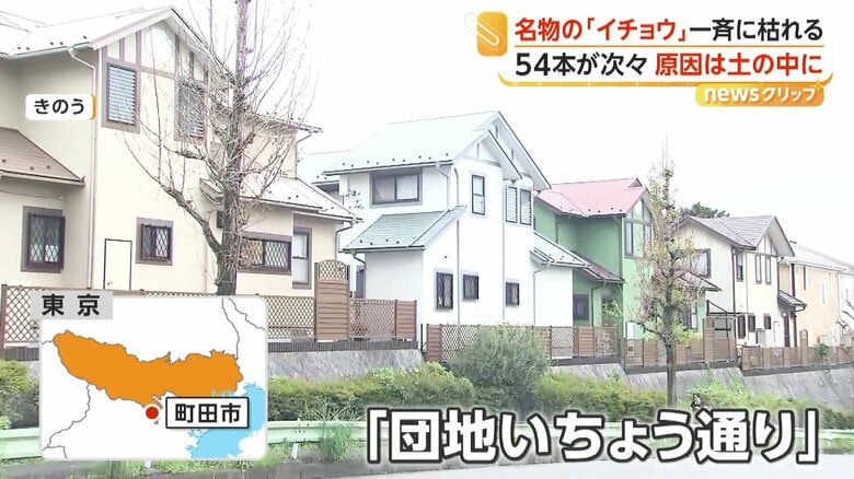 名物のイチョウが一斉に枯れる被害