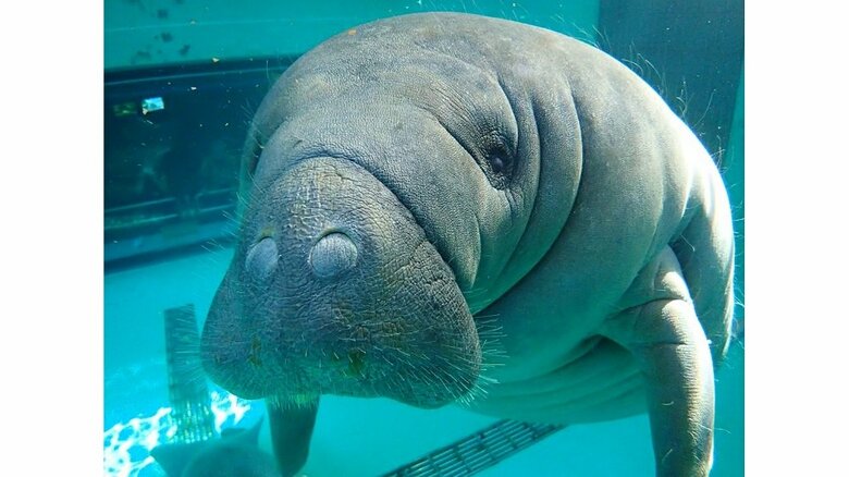 マナティーのユマ（提供：国営沖縄記念公園（海洋博公園）・沖縄美ら海水族館）