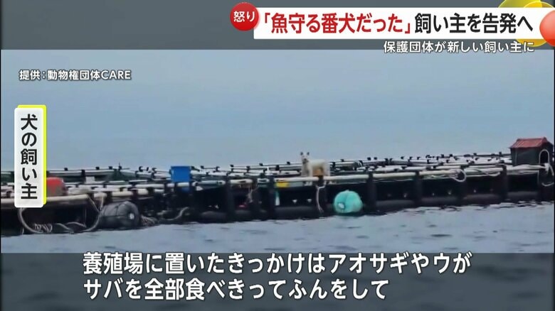 飼い主は鳥が魚を食べてしまうため、番犬として置いていたと話した