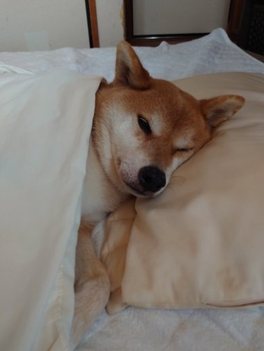 リラックスして眠そうなテツくん