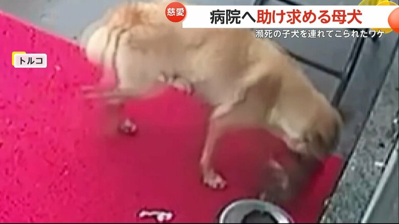 子犬をくわえた母犬が動物病院に現れ、獣医師によって保護される一部始終（5）