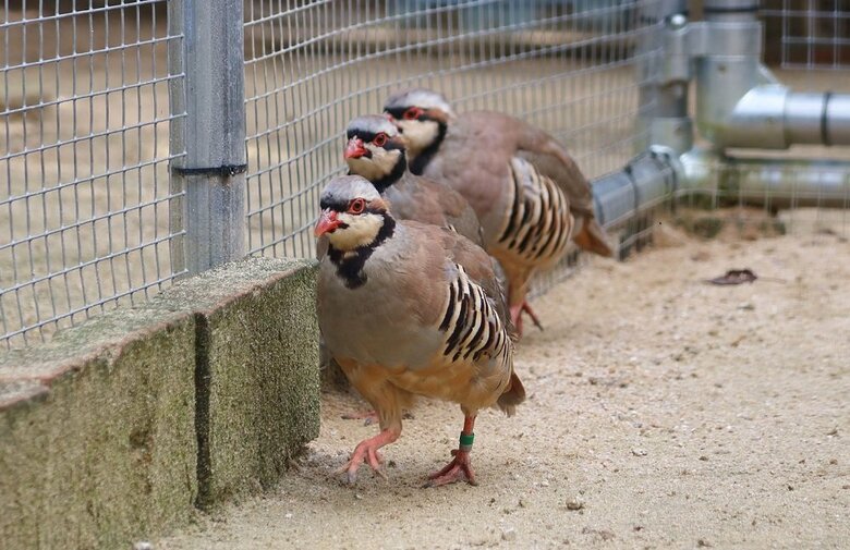 隊列を組んでいる？（提供：松江フォーゲルパーク）