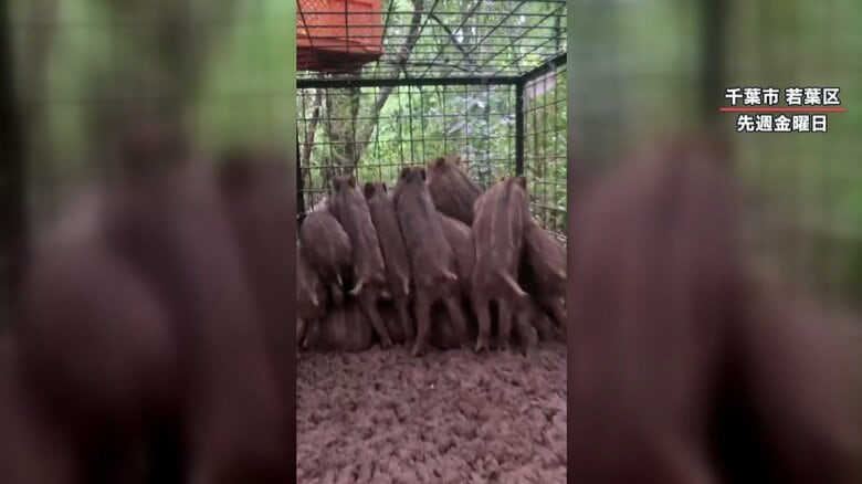 箱わなの中でうごめく子供イノシシ