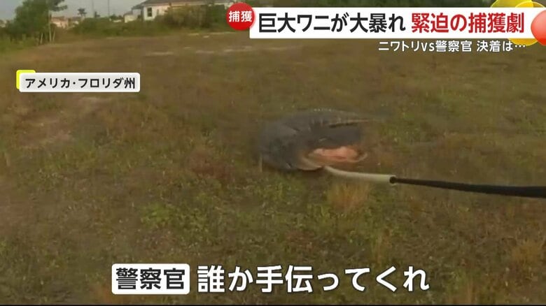 大きく口をあけ、威嚇する巨大なワニ（アメリカ・フロリダ州）