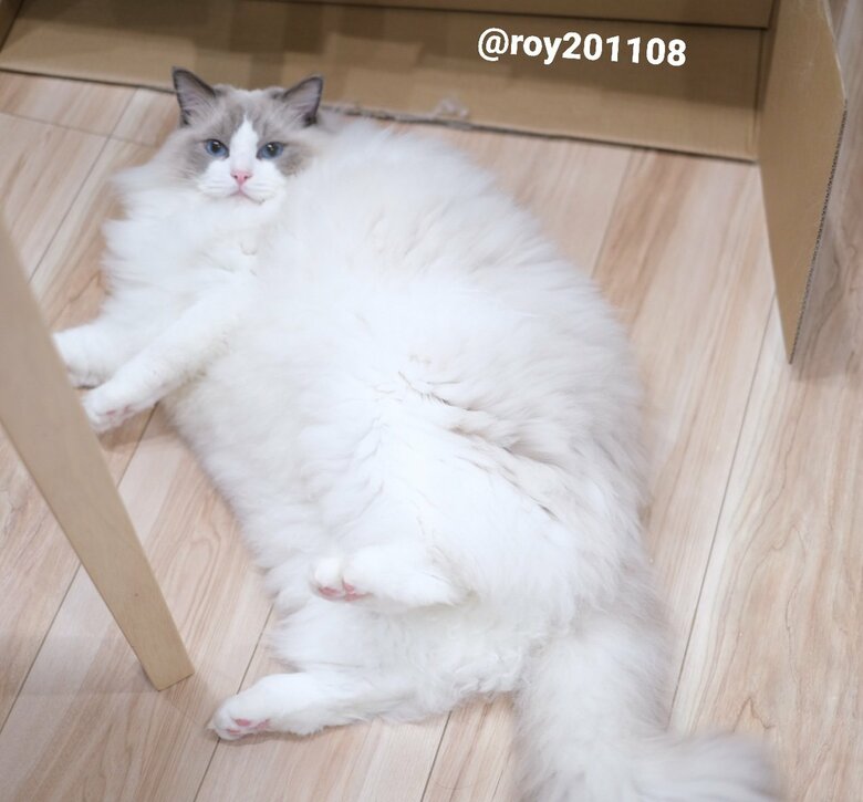 寝そべって体が大きく見える（提供：ロイくん@roy201108さん）