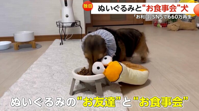 ご飯の時には必ずぬいぐるみのお友達を連れてくる