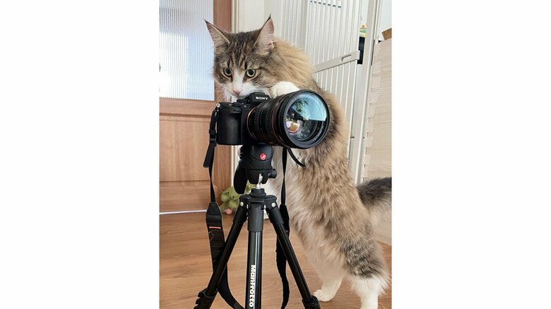 提供：しろあん でっかい北欧猫さん