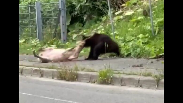 シカを襲ったとみられる個体は職員が駆除（撮影：視聴者）