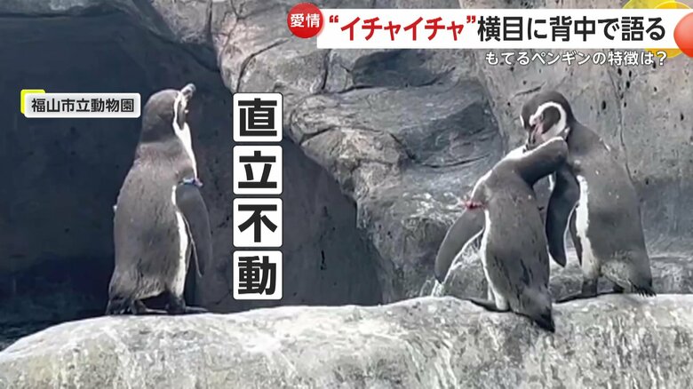 カップルの横で不自然に直立不動なペンギン（映像提供：福山市立動物園）