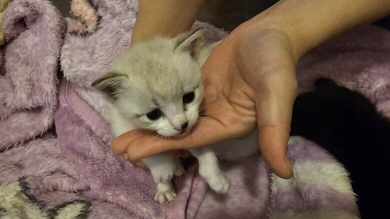 生後3週間ほどだった頃のこよみちゃん