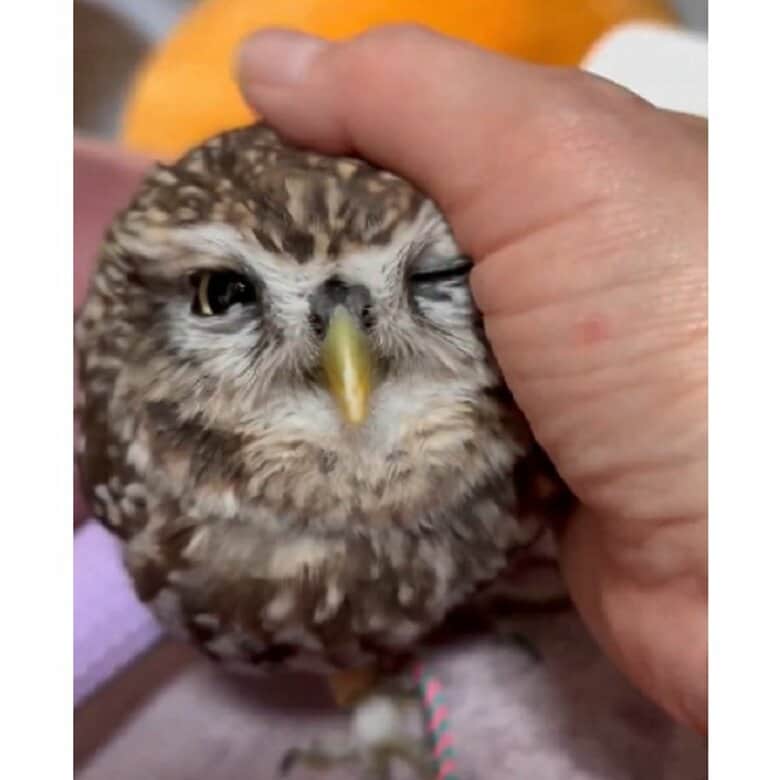 何をしても可愛いというふくちゃん