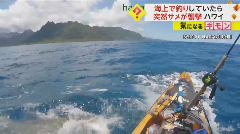 カヤックを巨大なイタチザメが襲撃する瞬間の様子⑨