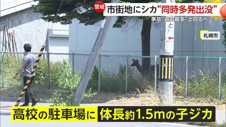 高校の駐車場に現れた体長1.5メートルほどの子ジカ