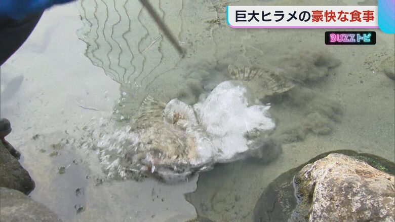 勢いよく捕食！