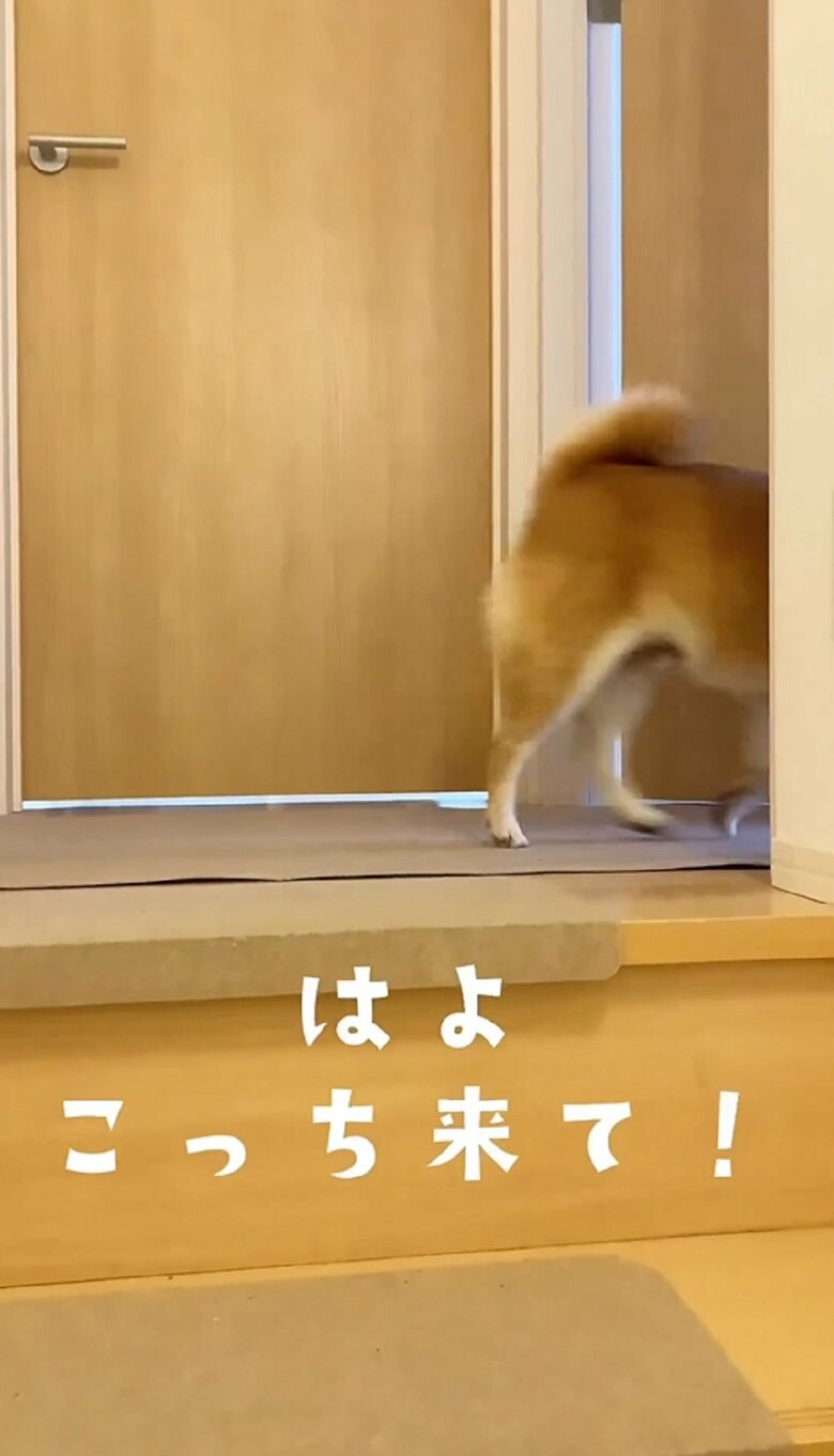 「はよ、こっち来て」と次男くんの元へ案内するかのようだ