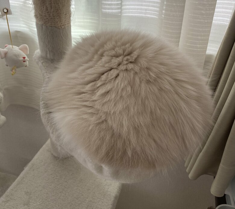 まるで毛玉のよう