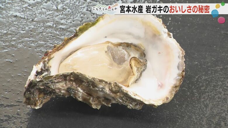大ぶりの岩ガキ