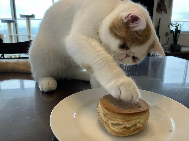 画像提供：エキゾのきなこさん。