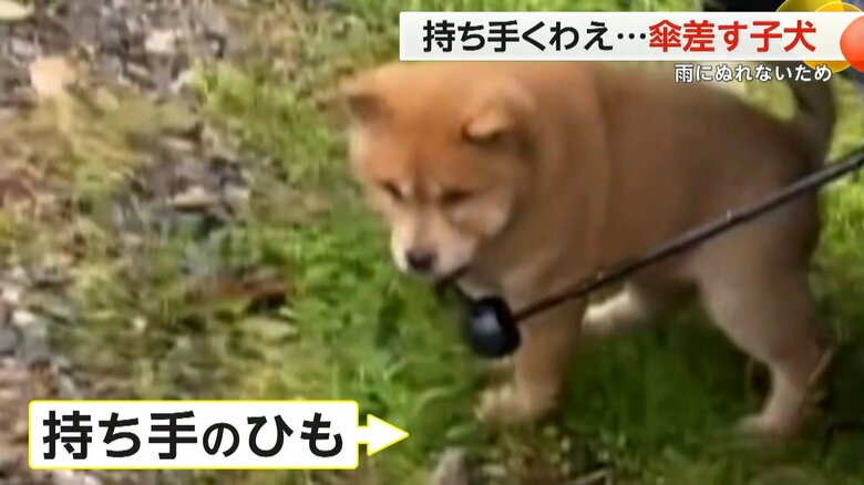 子犬は傘の持ち手のひもをくわえていた