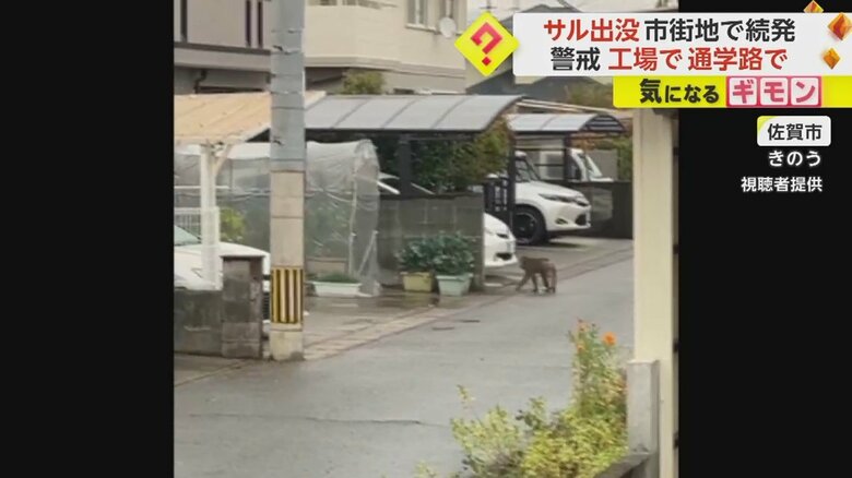 佐賀市で市街地をゆっくりと歩くサル