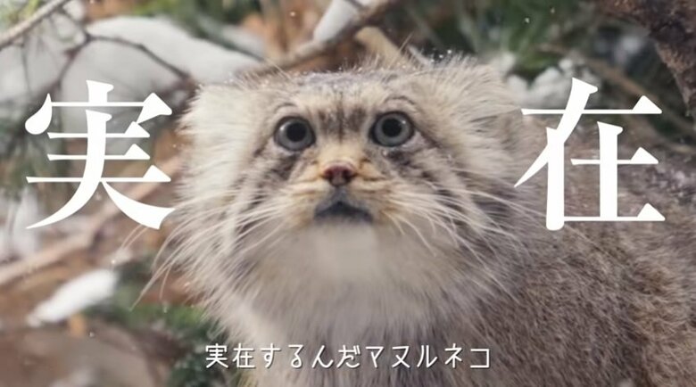 出典：那須どうぶつ王国公式YouTube