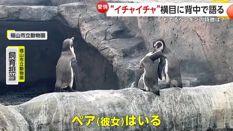 ソロと思いきや、実は彼女持ち（映像提供：福山市立動物園）