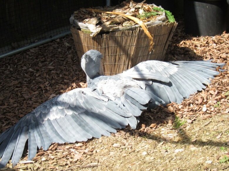 ひなたぼっこ中のフドウくん