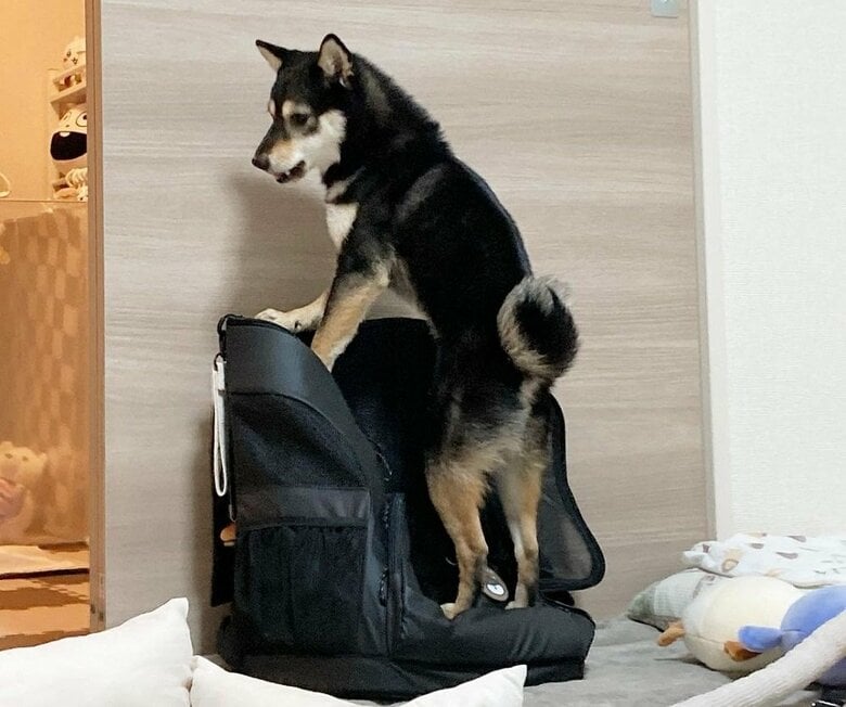 リュックに登る煮豆くん