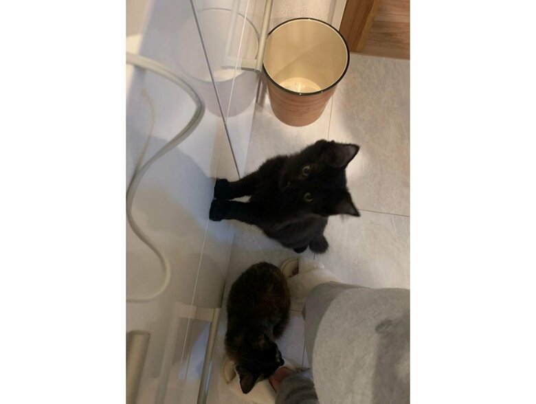 下：イナちゃん　上：タマちゃん（提供：イナタマグラムさん）