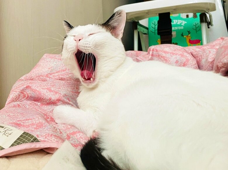 さまざまなあくびの瞬間がある（提供：つくね＆ひまりさん）