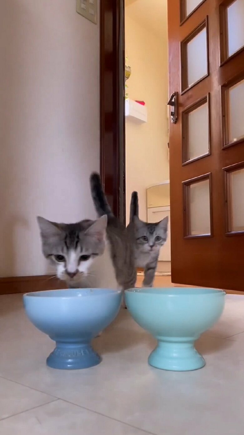 ご飯皿へまっしぐらな2匹
