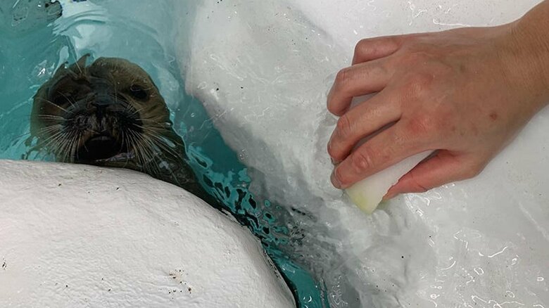 陸の掃除中にも…（提供：海遊館）
