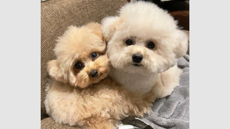 モカちゃん（左）とリリィちゃん