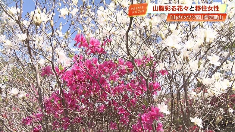 1本の木からピンクと白の花が同時に咲いている