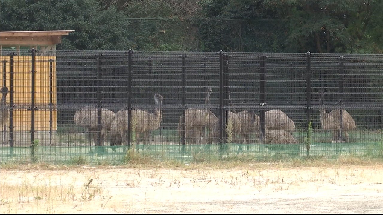 脱走エミュー全羽捕獲 人体制で捜索 熊本 菊池市 Fnnプライムオンライン Goo ニュース