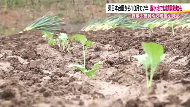 大雨被害を軽減する“遊水地”　阿武隈川上流の予定地で農作物の試験栽培…東日本台風の教訓