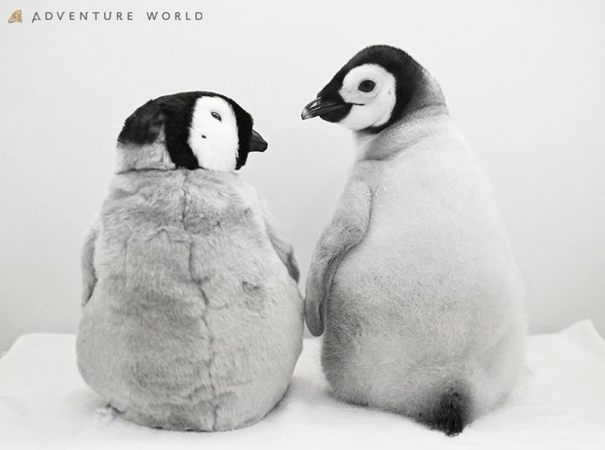 9月30日生まれのエンペラーペンギンの赤ちゃん 公式SNS総