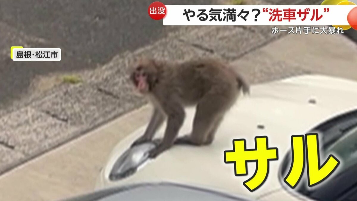 かなり暴れていた」“洗車ザル”出没！ホース片手に車の屋根へ…“洗わざる