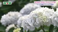 「どこを見てもきれい」　佐世保・えぼしスポーツの里でアジサイが見頃