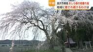 湯沢市横堀の一本桜「おしら様の枝垂れ桜」が見頃に　18日から3日間限定でライトアップ　秋田