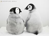 ９月３０日生まれのエンペラーペンギンの赤ちゃん 公式SNS総インプレッション１億２千万超えを記録！ふわふわでかわいい“今だけ”の姿を公開中