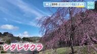 広島県北でも春の花！　シダレザクラ満開「矢野温泉公園四季の里」　イチリンソウも見ごろ「京願坊の里」