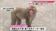 高崎山の新ボスに「ナルト」就任　渦のようなつむじがトレードマーク　史上最速の11か月でトップに　大分