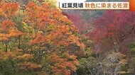 “紅葉”見頃！秋色に染まる新潟・佐渡市 五重塔や乙和池との競演に「素晴らしい」「すごく見応えある」