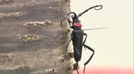 強繁殖力の特定外来生物「クビアカツヤカミキリ」の被害拡大防止に効果的なのは？小豆島町で講習会【香川】