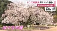 樹齢100年超 唐津の「衣干百年桜」も満開 佐賀地方気象台がサクラの満開を発表【佐賀県】