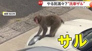 「かなり暴れていた」“洗車ザル”出没！ホース片手に車の屋根へ…“洗わざる”まま“立ち去る”　通学路で心配の声も…島根・松江市