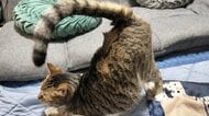 「猫尻挙げ大会なら優勝」お尻トントンを待っている猫のポージングが見事！始めたきっかけを飼い主に聞いた