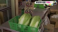 白菜1玉650円で通常の“3倍”に高騰 「10年に一度」の異変も、11月中旬には落ち着くか【高知】