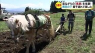 昔ながらの「馬耕」を体験 青空の下で親子連れが楽しむ 「土がゴリゴリ掘れた」